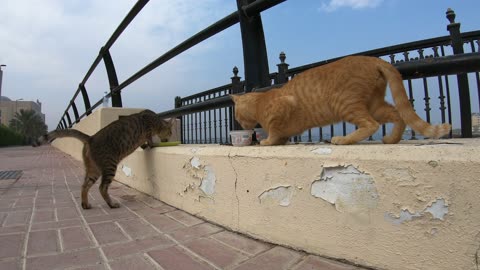 MICHAEL JACKSON & ED SHEERAN - Homeless cats in Ras Al Khaimah, UAE #cat #EdSheeran #MichaelJackson