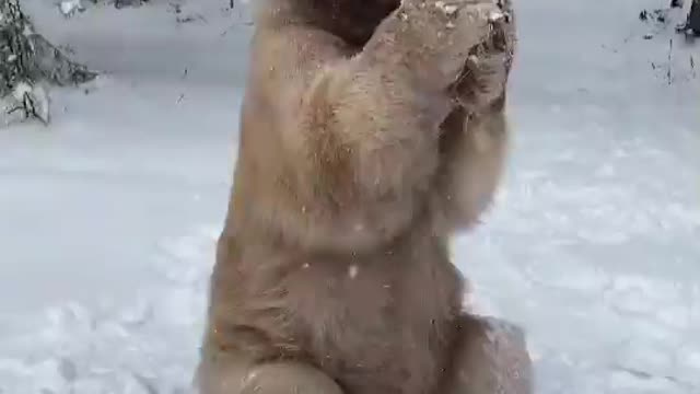 Bear in the snow