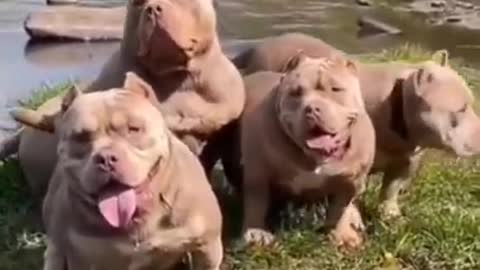 Cute pitbull dogs