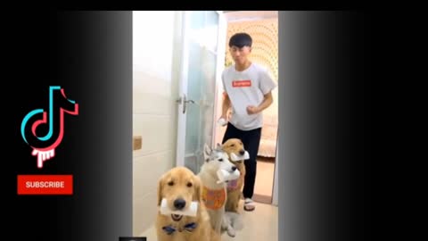 Comedy dogs video must watch