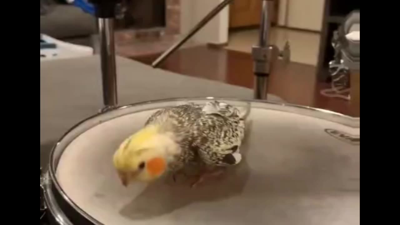 Cockatiel’s First Drum Lesson