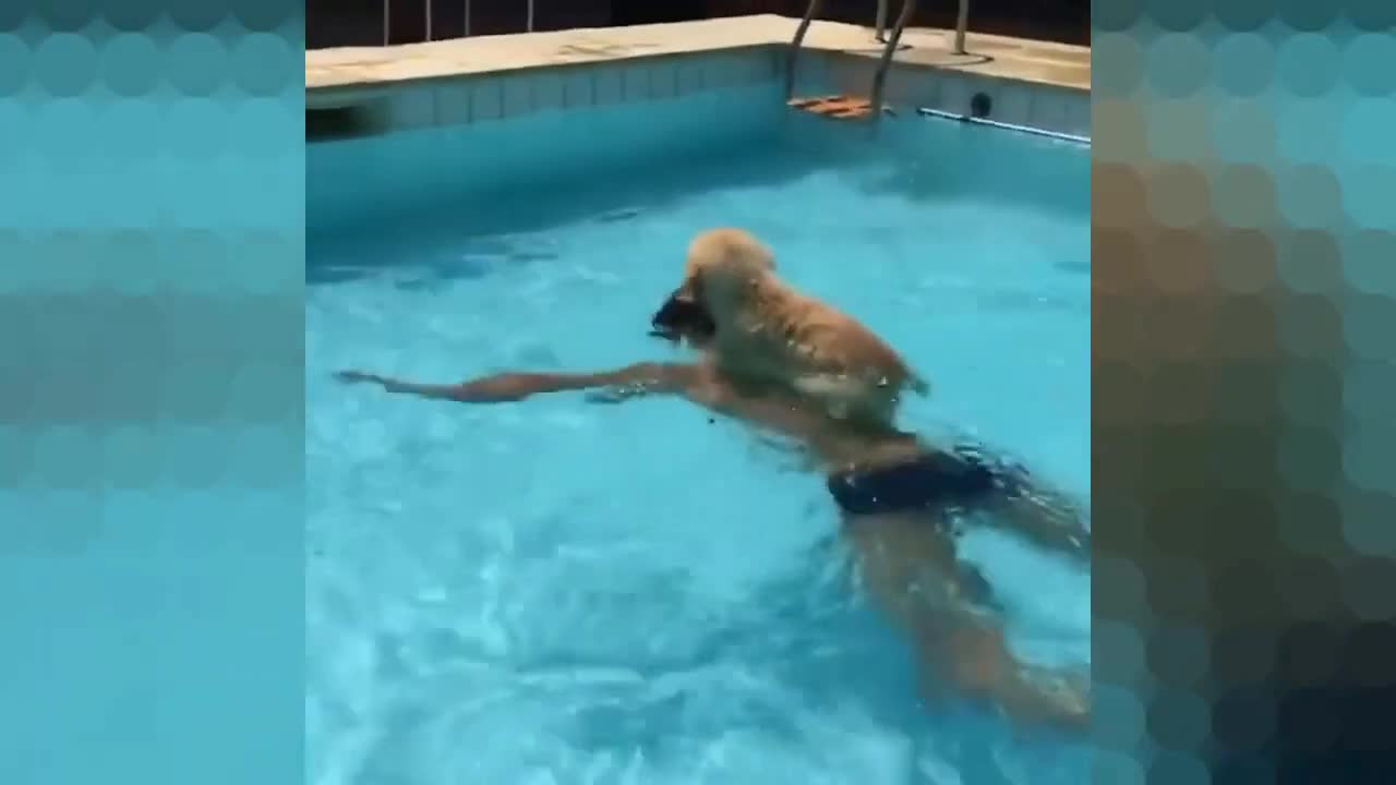 A puppy swims across a pool on a man’s back