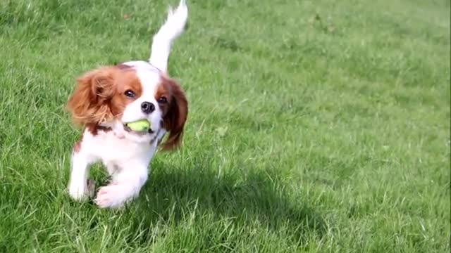 Lilly 7 months old - Cavalier King Charles Spaniel Lilly