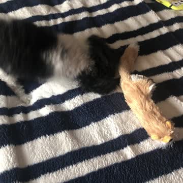 Lucky the Poodle having fun on the bed after his bath. So Cute!!