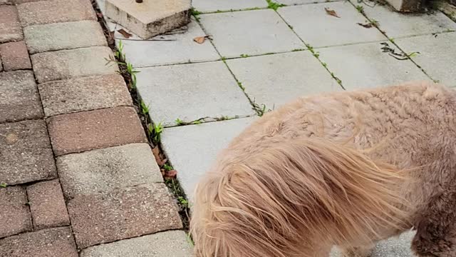 Aussie & golden doodle playing!