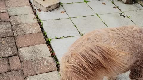 Aussie & golden doodle playing!