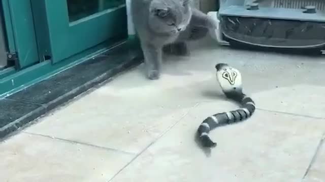 THE HILARIOUS CAT AND THE ROBOTIC SNAKE - PART 1