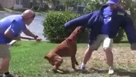 Teach your dog to be aggressive