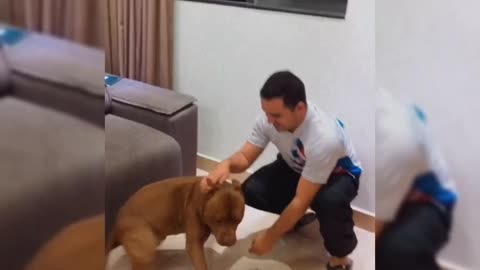 my dog ​​waiting for me to arrive