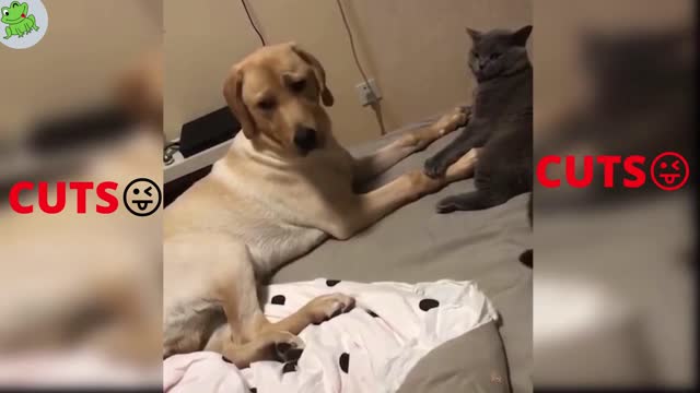 Funniest Dogs Cuts Moments Clips ..😂😂