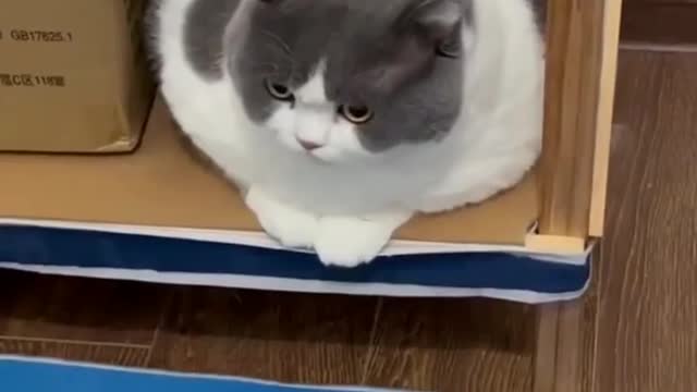 Cute Fat Cat