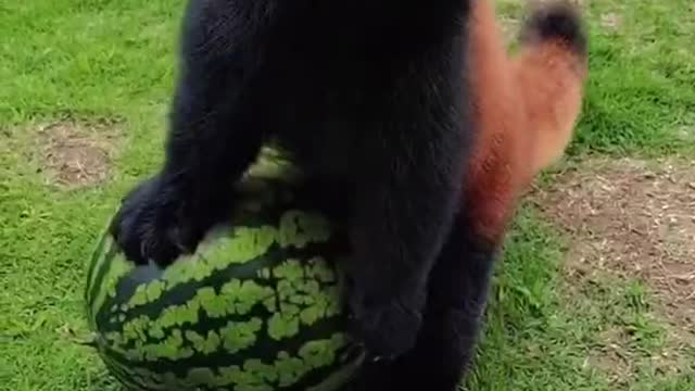 This cute red panda is playing with watermelon