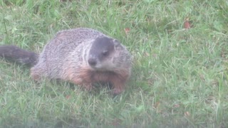 Ground Hog Snacking on Greens