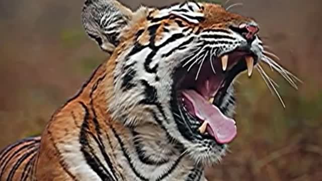 The tiger is yawning. You can see the teeth in the tiger's mouth