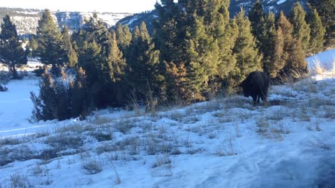 Lunch in Yellowstone