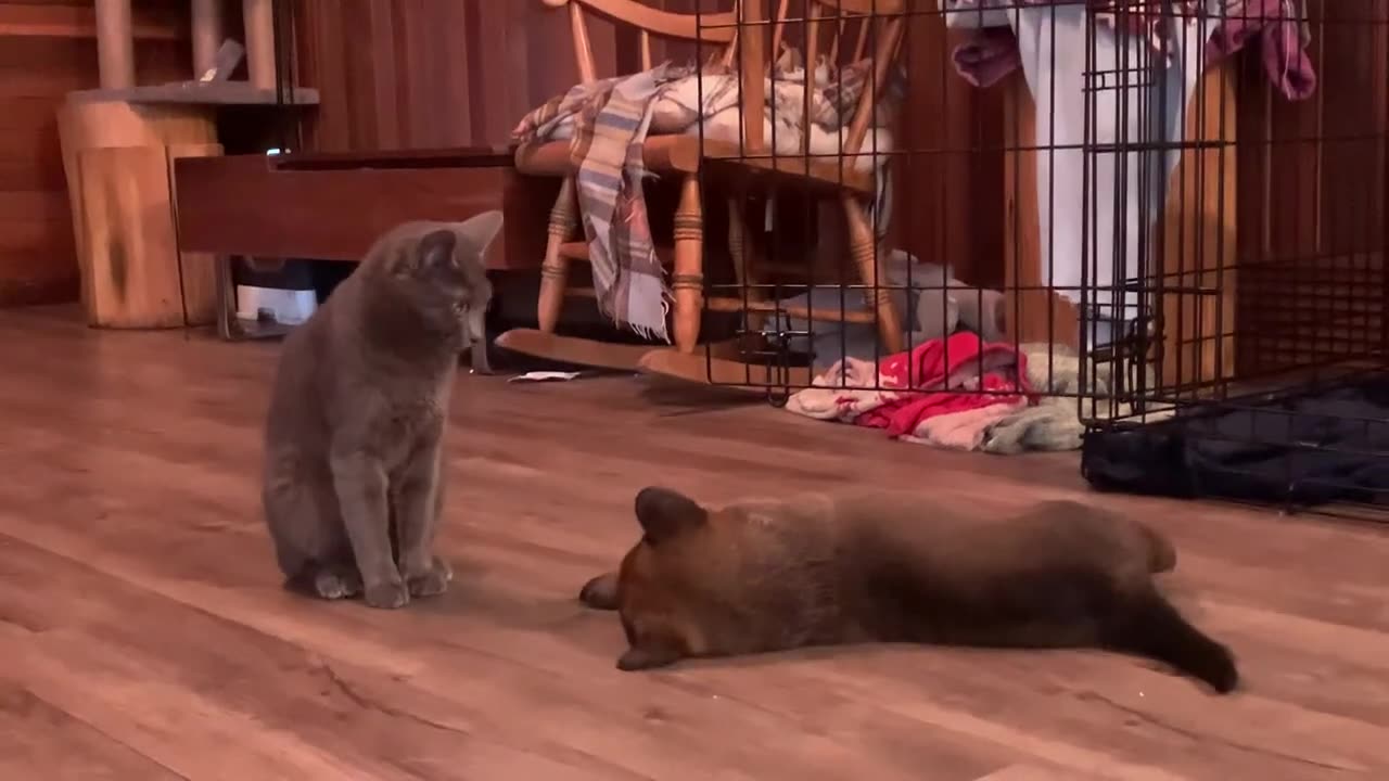 Puppy and kitty playing