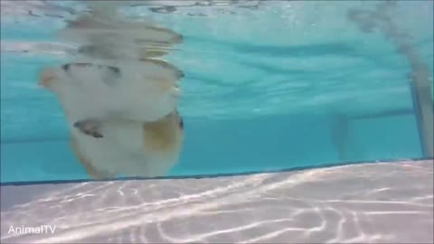 Swimming Dog🐶