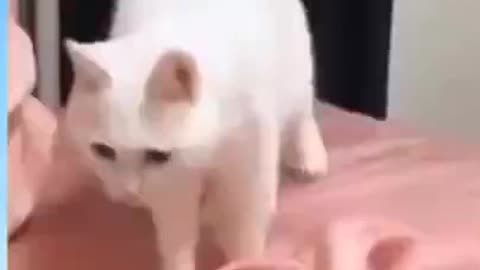 Funny cats video