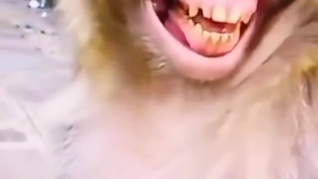 Monkey laughing videoπ€©ππππ