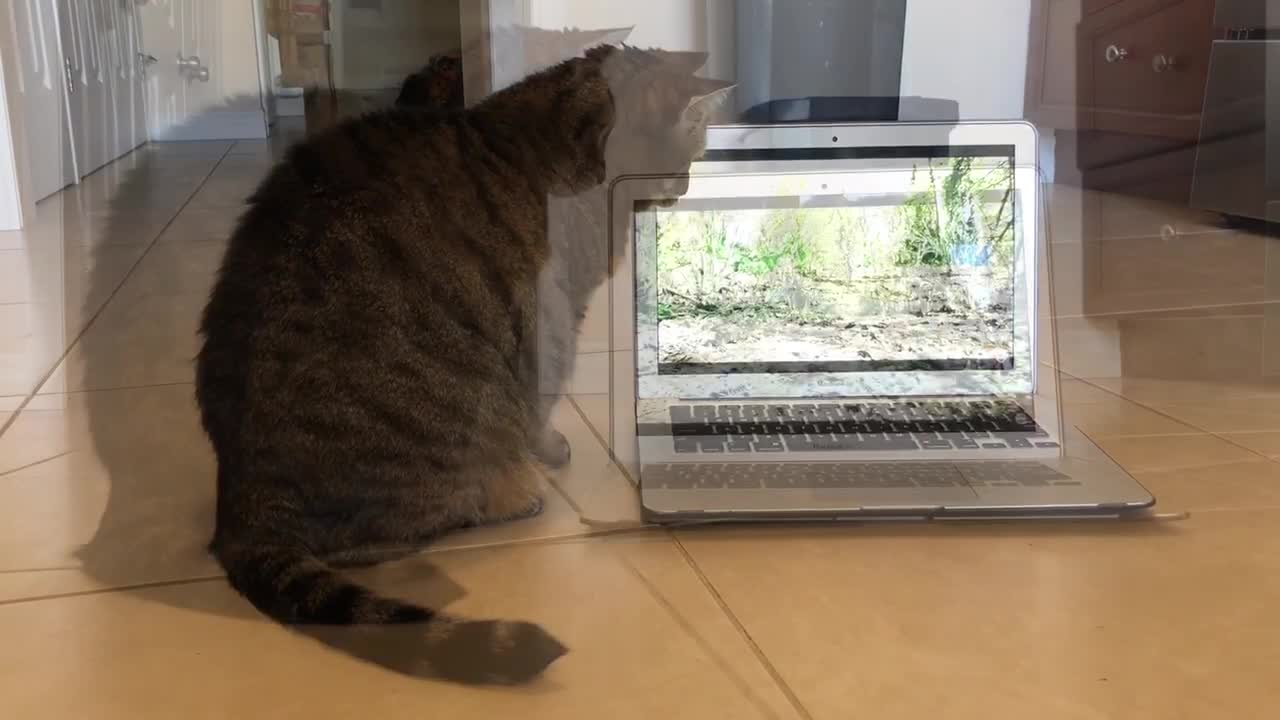 Cat attempts to catch birds seen on laptop