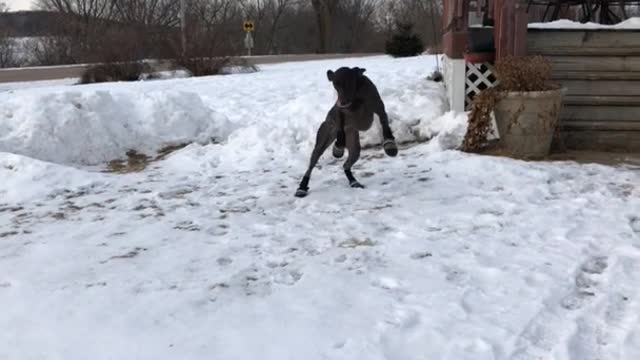 Brown and black dogs walking funny in snow boots