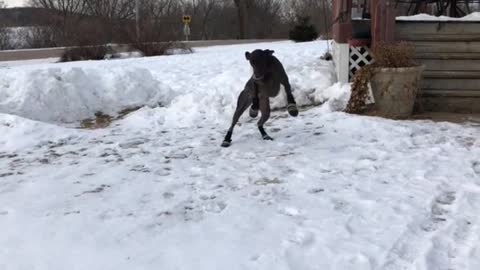 Brown and black dogs walking funny in snow boots