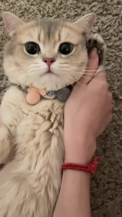 Baby Cats - Cute and Funny Cat Videos Compilation #34 | Aww Animals