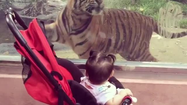 Tiger trying to attack on baby at Zoo