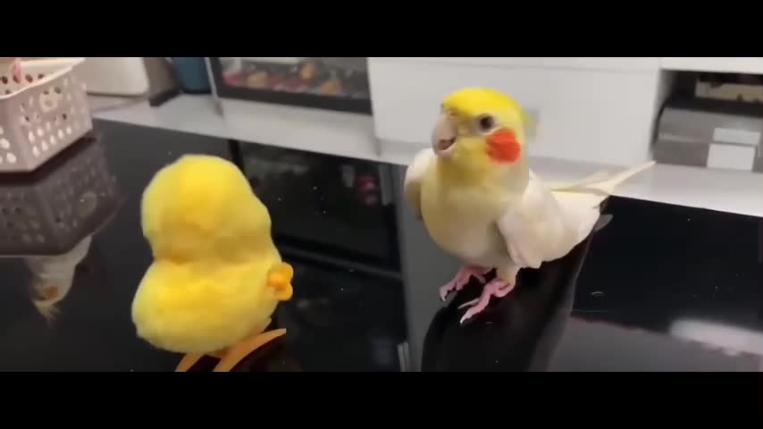 Toy vs Bird