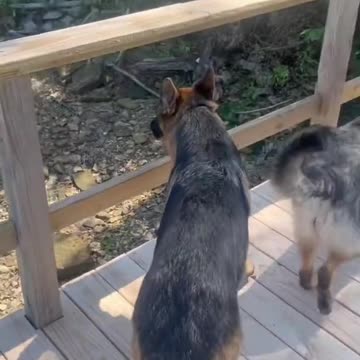 Dogs Struggling to Get Up Boat Ramp
