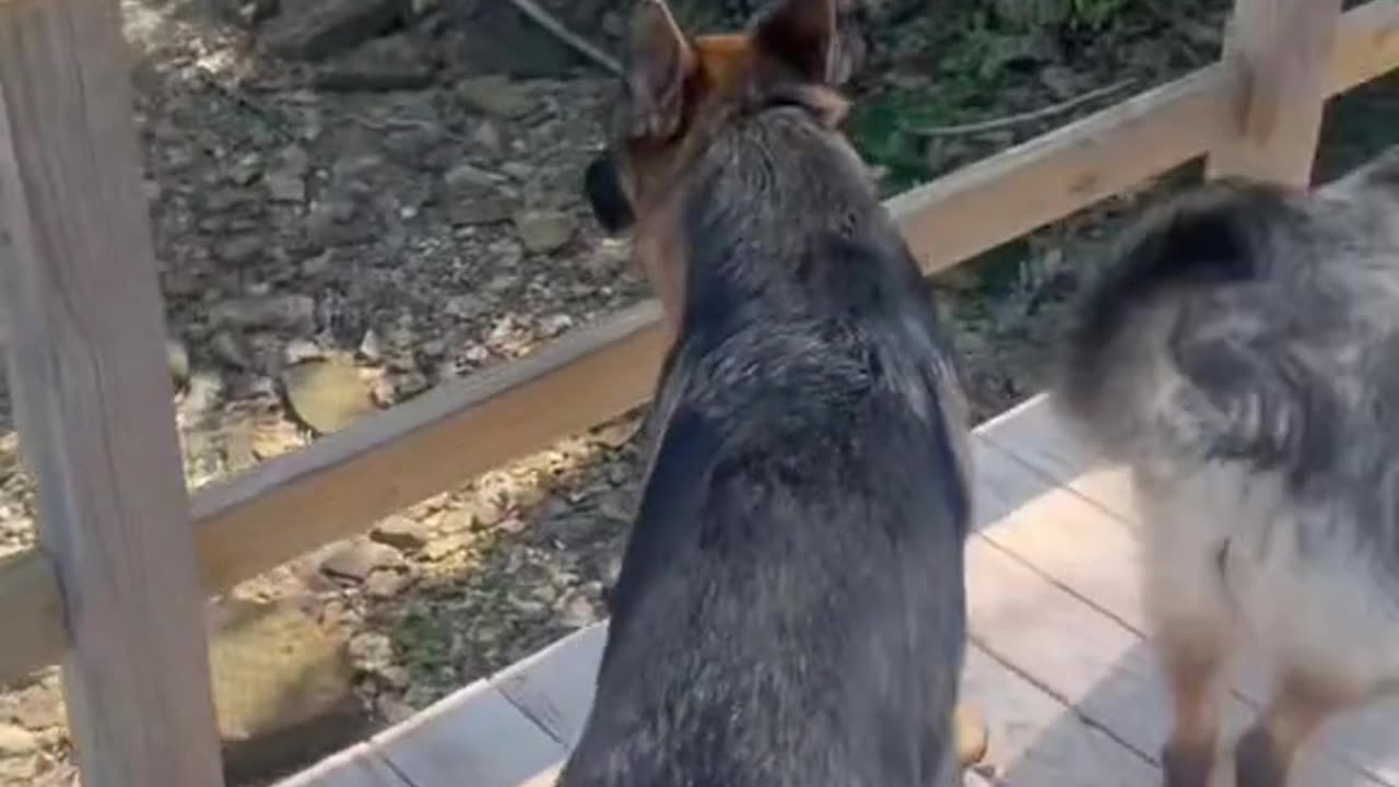 Dogs Struggling to Get Up Boat Ramp