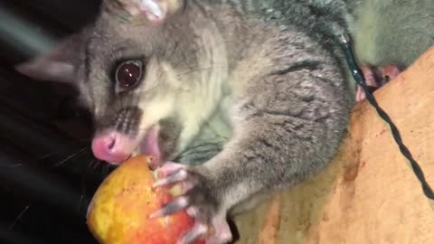 Woman Misses Massive Spider While Feeding Possum