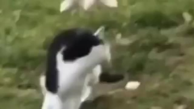 Cute cat fight