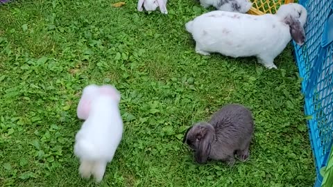 Baby Bunnies are so much fun