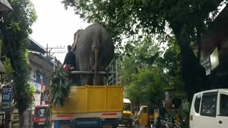 Tuckered Elephant Goes For A Ride