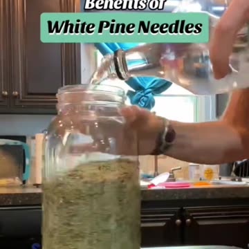 Benefits of white pine needles