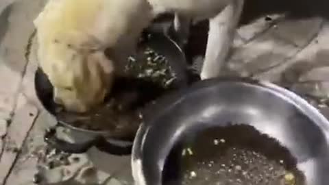 SOO FUNNY - FUNNIES DOG ! #shorts