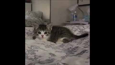 Cute Baby Cat Fighting #short