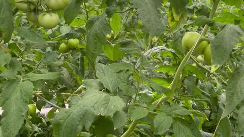 Hydroponic Agriculture of tomatoes