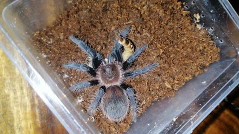 My Tarantula