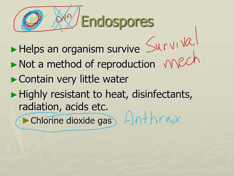 Microbiology - The Prokaryotic Cell