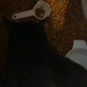 Shemp in food container