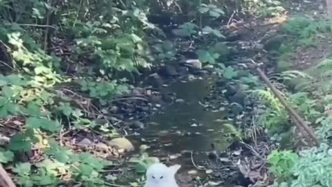 bird taking a bath