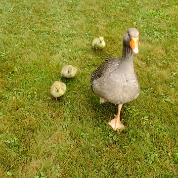 Walk with Louise The Goose And Babies