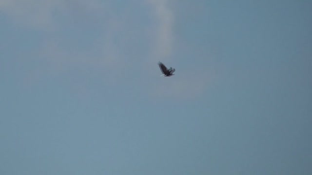 335 Toussaint Wildlife - Oak Harbor Ohio - Majestic Eagle In Flight And Soaring High