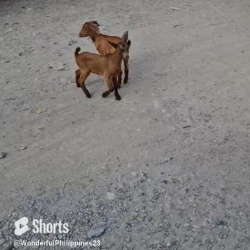 Just Some Cute Baby Goats