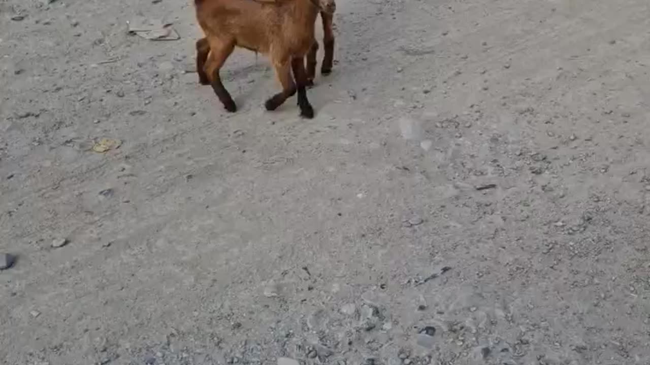 Just Some Cute Baby Goats