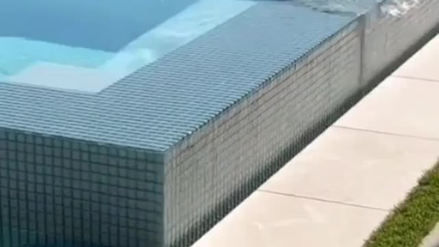 Snake swimming in pool
