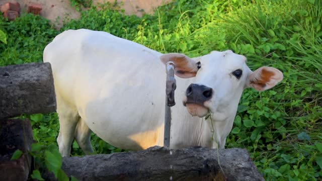 The white cow is thirsty, wants to drink water