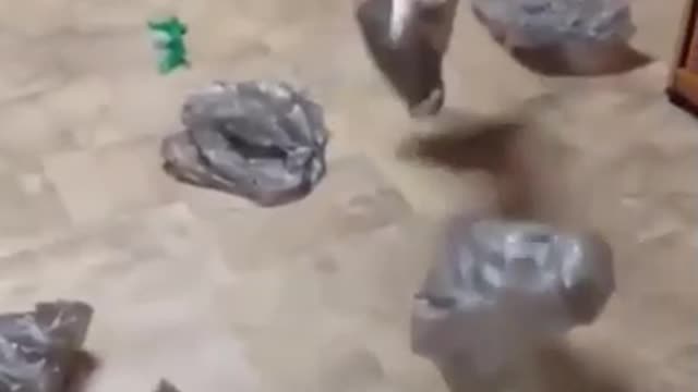 cat love fun